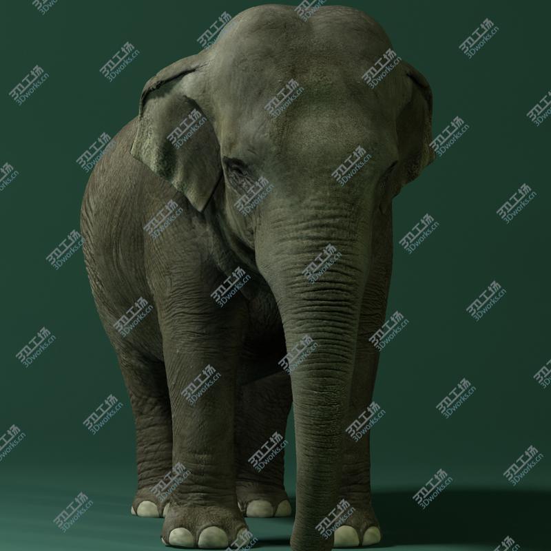 images/goods_img/202105073/Asian Elephant/3.jpg